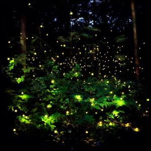 Fireflies